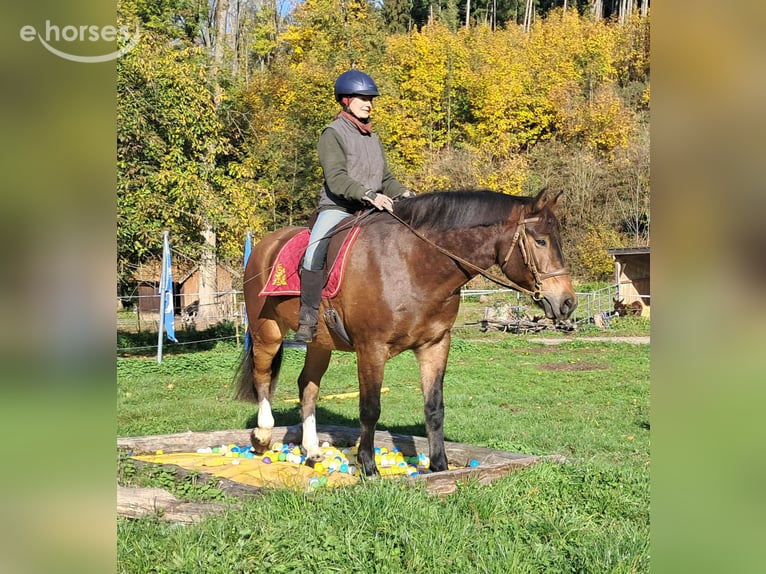 Freiberger Ruin 10 Jaar 160 cm Bruin in Bayerbach