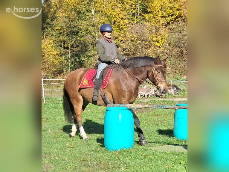 Freiberger Ruin 10 Jaar 160 cm Bruin in Bayerbach