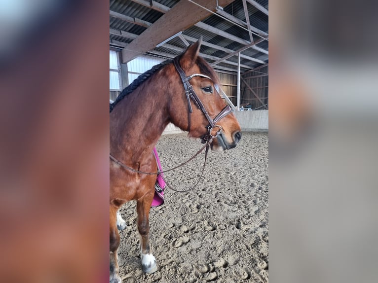 Freiberger Ruin 11 Jaar 152 cm Bruin in Aystetten