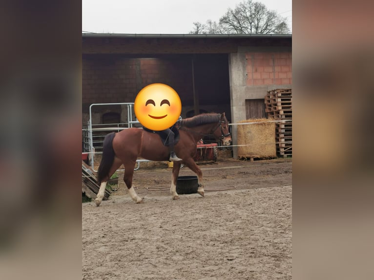 Freiberger Ruin 12 Jaar 163 cm Lichtbruin in Scheibenhardt