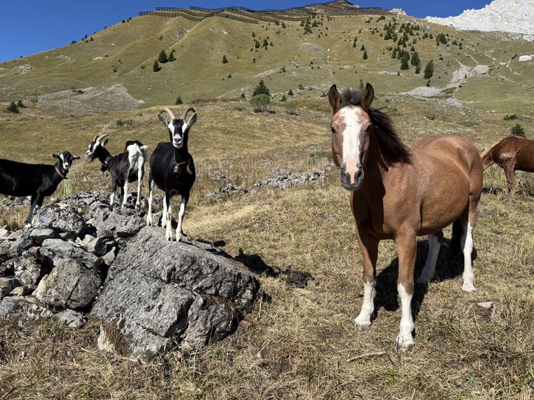Freiberger Ruin 16 Jaar 155 cm Bruin in Saas im Prättigau