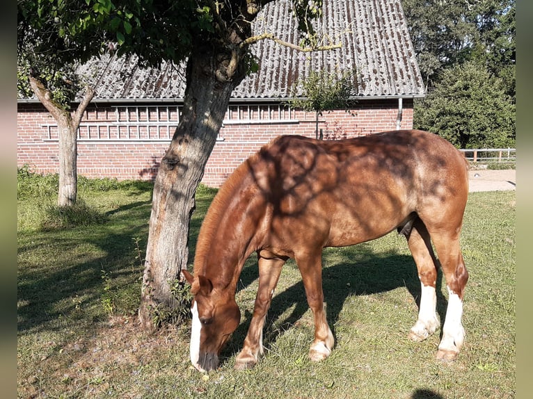 Freiberger Ruin 16 Jaar 162 cm Vos in Münster