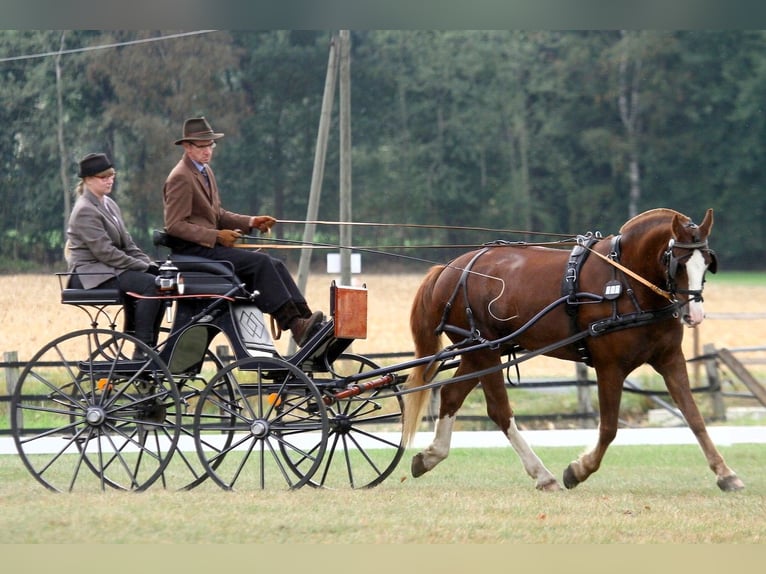 Freiberger Ruin 16 Jaar 162 cm Vos in Münster