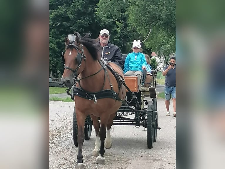 Freiberger Ruin 21 Jaar 160 cm Bruin in Ampflwang