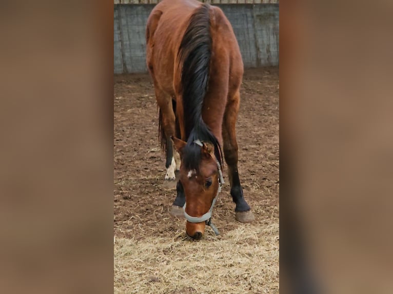 Freiberger Ruin 2 Jaar 160 cm Bruin in Olst