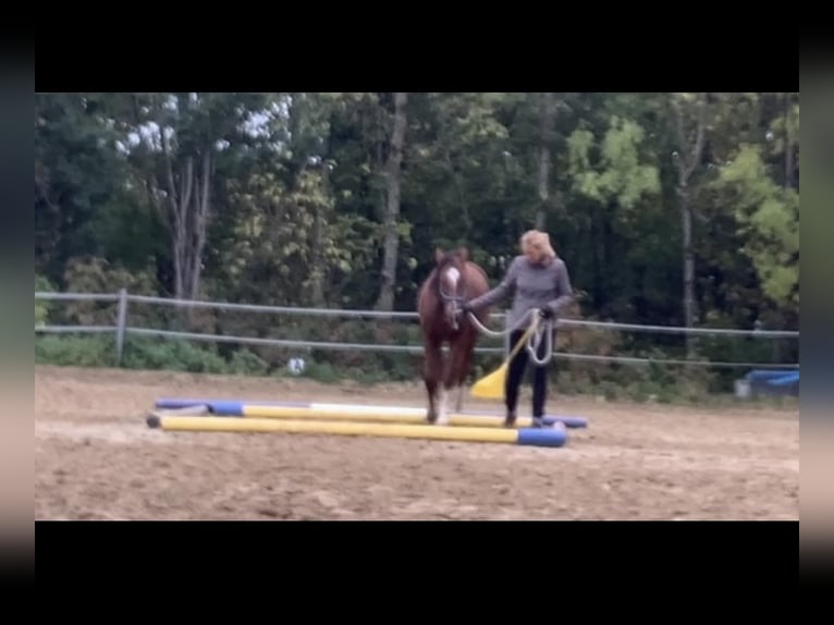 Freiberger Ruin 2 Jaar 163 cm Bruin in Vilshofen