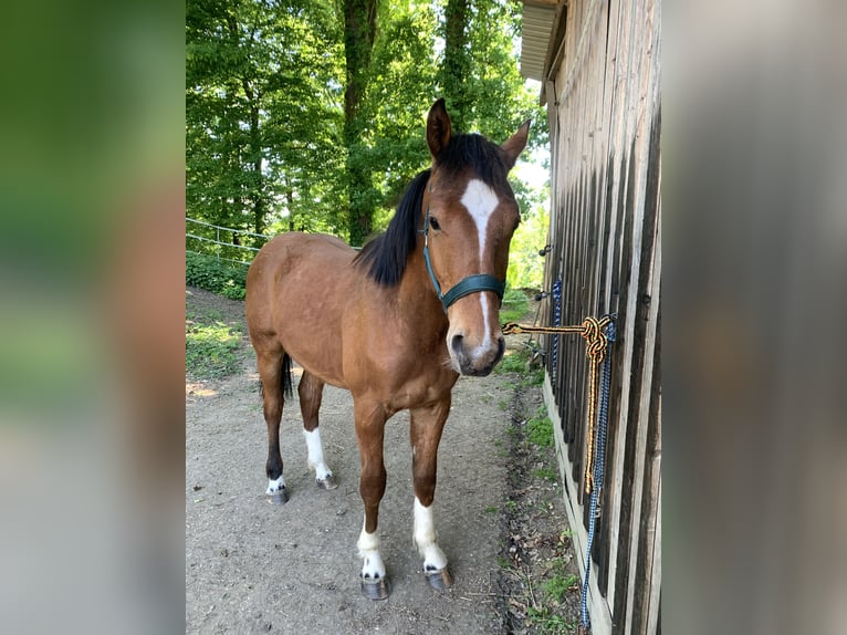 Freiberger Ruin 2 Jaar 163 cm Bruin in Vilshofen
