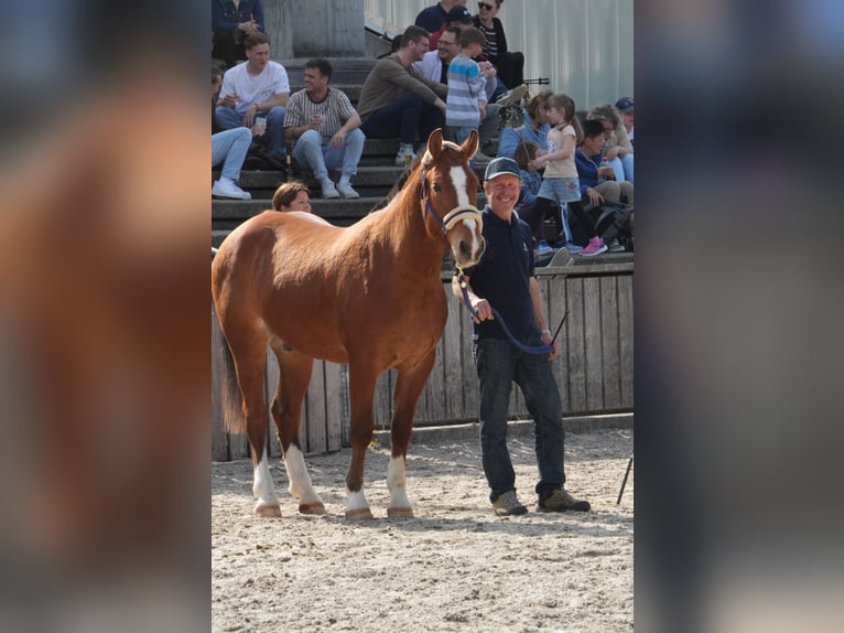 Freiberger Ruin 3 Jaar 155 cm Bruin in Arnegg