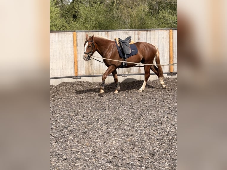 Freiberger Ruin 3 Jaar 157 cm Donkere-vos in Paderborn
