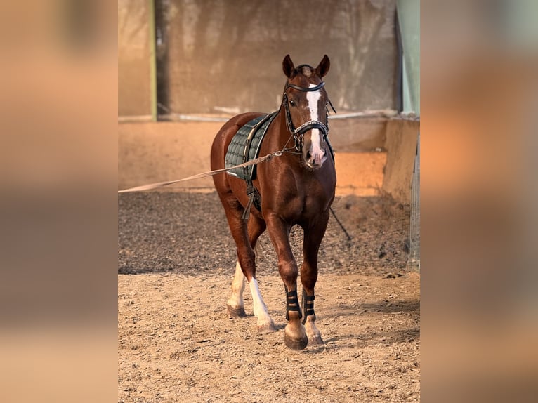 Freiberger Ruin 3 Jaar 157 cm Donkere-vos in Paderborn