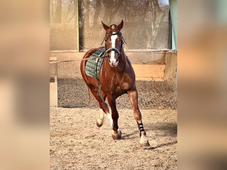 Freiberger Ruin 3 Jaar 157 cm Donkere-vos in Paderborn