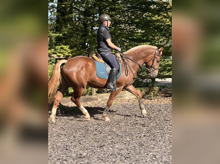 Freiberger Ruin 3 Jaar 157 cm Donkere-vos in Paderborn
