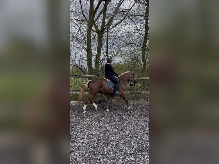 Freiberger Ruin 3 Jaar 157 cm Donkere-vos in Paderborn