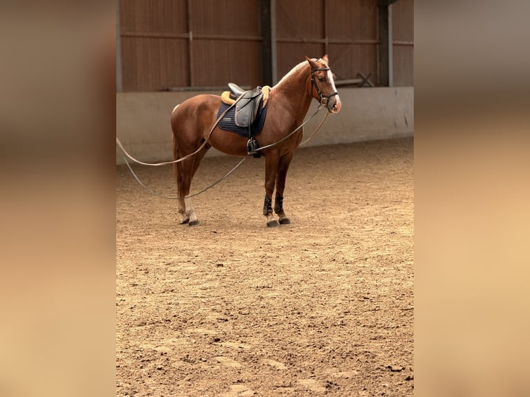 Freiberger Ruin 3 Jaar 157 cm Donkere-vos in Paderborn