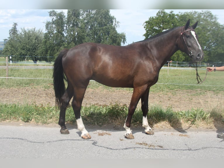 Freiberger Ruin 3 Jaar 157 cm Zwartbruin in Schönholzerswilen