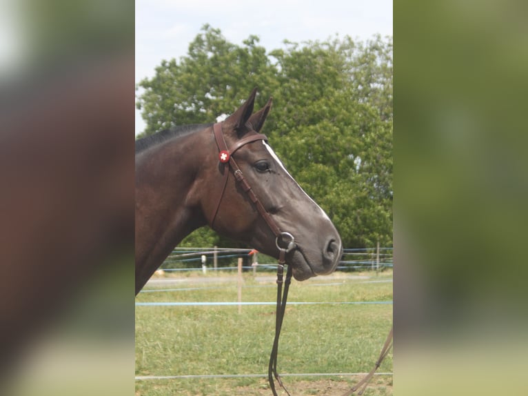 Freiberger Ruin 3 Jaar 157 cm Zwartbruin in Schönholzerswilen