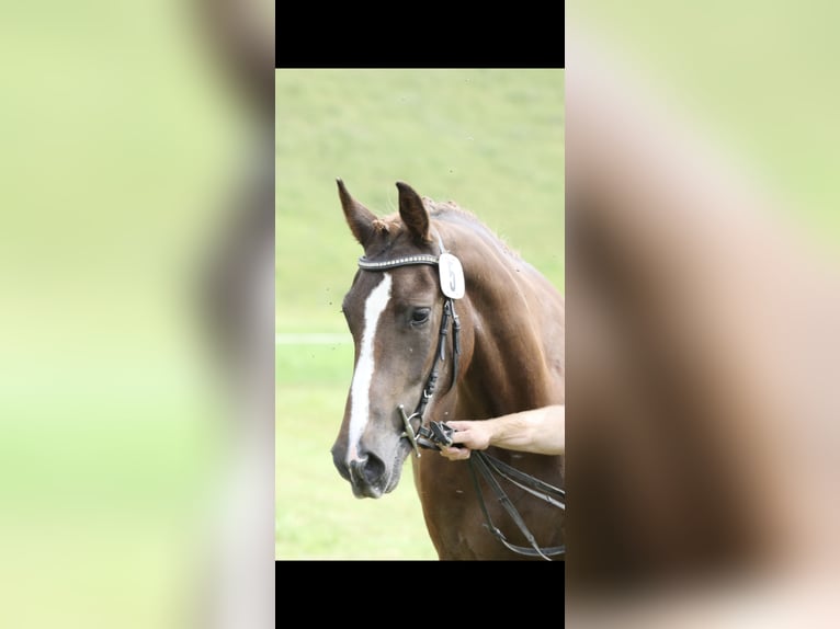 Freiberger Ruin 3 Jaar 158 cm Donkere-vos in Oschwand