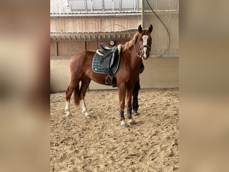 Freiberger Ruin 3 Jaar 160 cm Donkere-vos in Paderborn