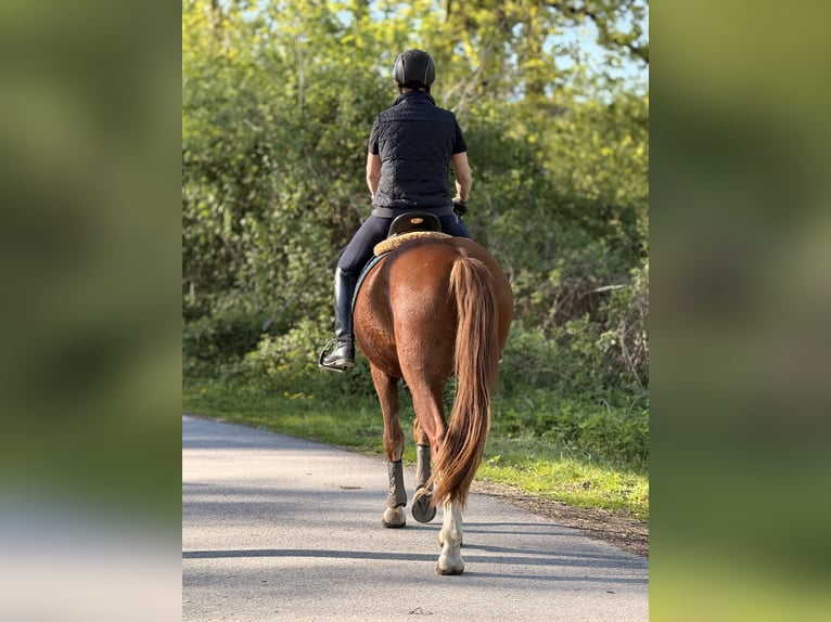Freiberger Ruin 3 Jaar 160 cm Donkere-vos in Paderborn