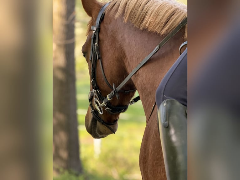 Freiberger Ruin 3 Jaar 160 cm Donkere-vos in Paderborn