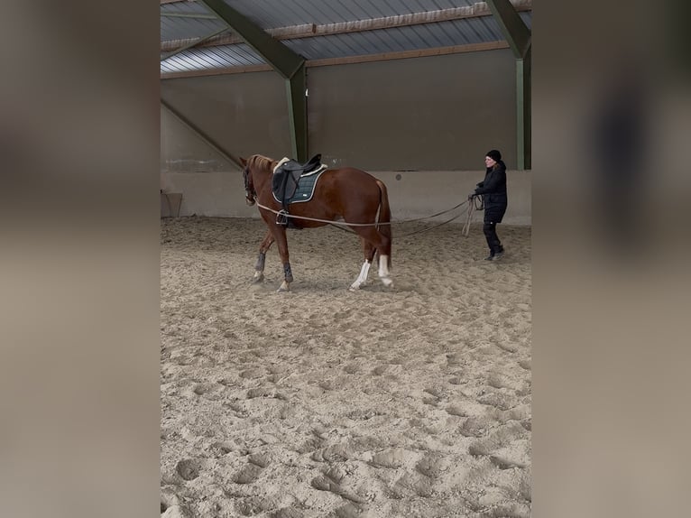 Freiberger Ruin 3 Jaar 160 cm Donkere-vos in Paderborn