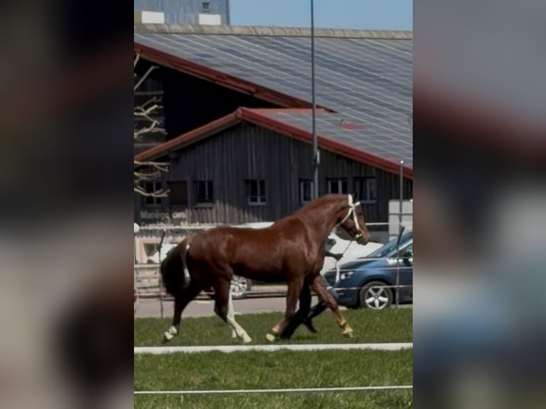 Freiberger Ruin 3 Jaar 160 cm Donkere-vos in Pedrinate