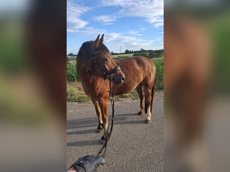 Freiberger Ruin 4 Jaar 155 cm Bruin in Ditzingen