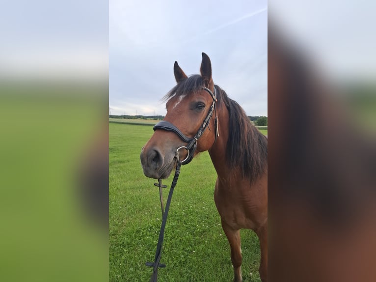 Freiberger Ruin 4 Jaar 155 cm Bruin in Ditzingen