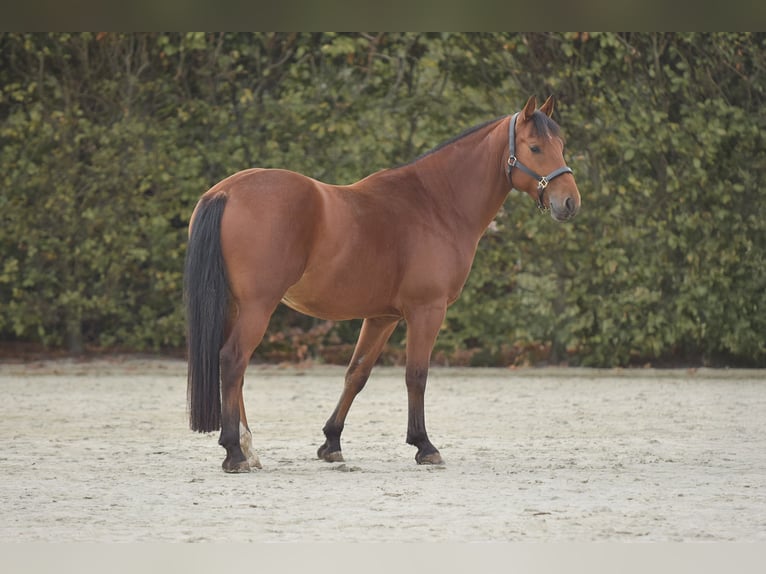 Freiberger Ruin 4 Jaar 157 cm Bruin in Puurs