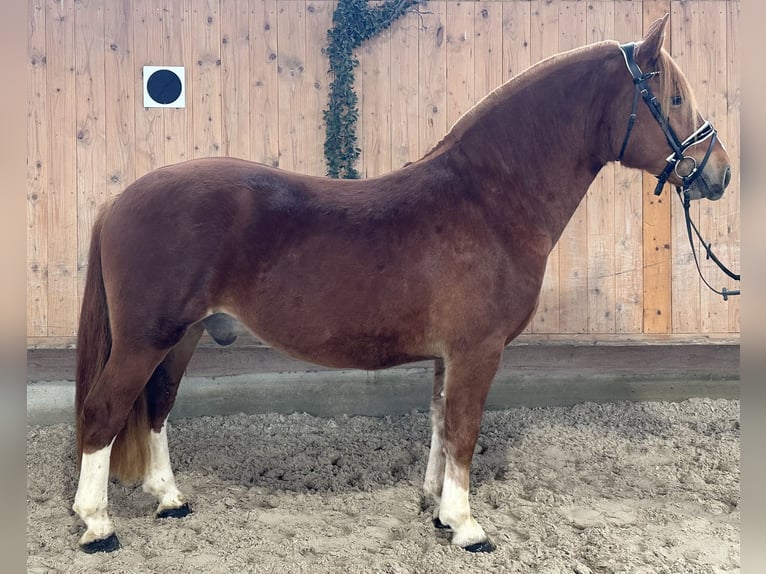 Freiberger Ruin 4 Jaar 157 cm Donkere-vos in Riedlingen