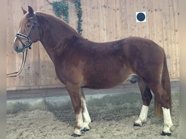 Freiberger Ruin 4 Jaar 157 cm Donkere-vos in Riedlingen