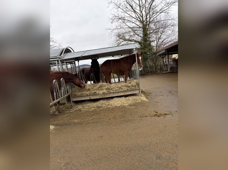 Freiberger Ruin 4 Jaar 158 cm Donkere-vos in Rümmingen