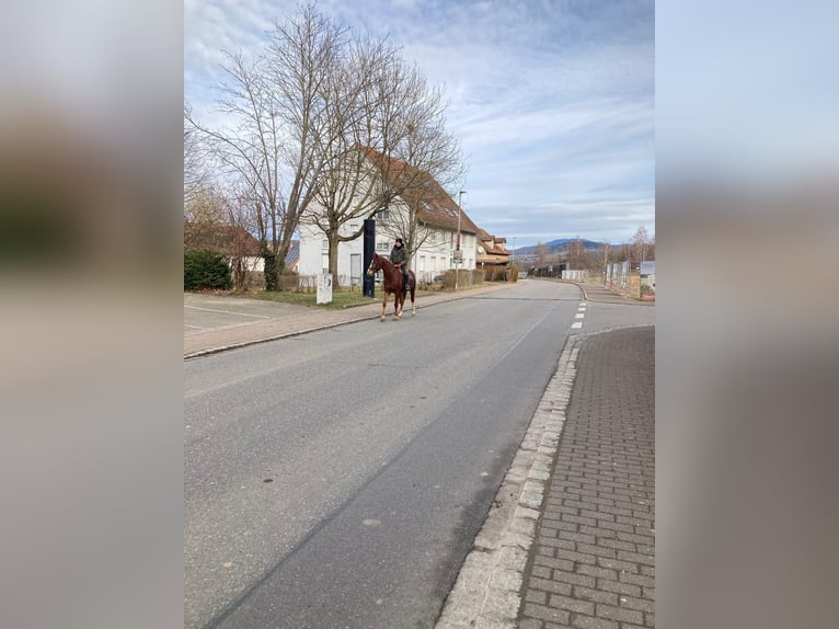 Freiberger Ruin 4 Jaar 165 cm Donkere-vos in Rümmingen