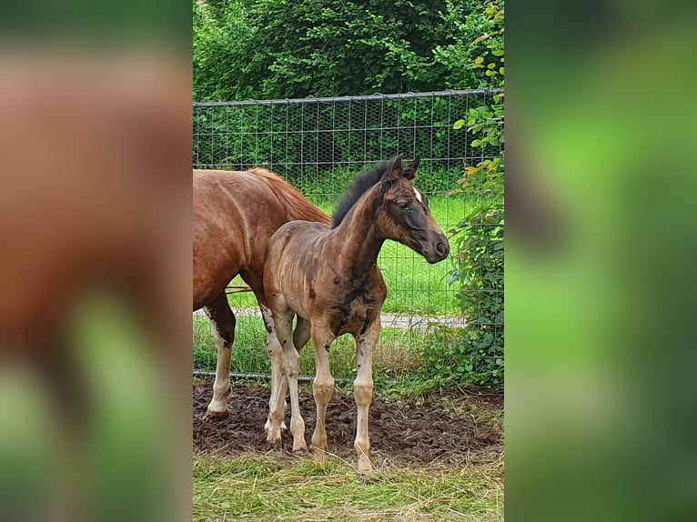 Freiberger Mix Ruin 5 Jaar 150 cm Zwart in Weisel
