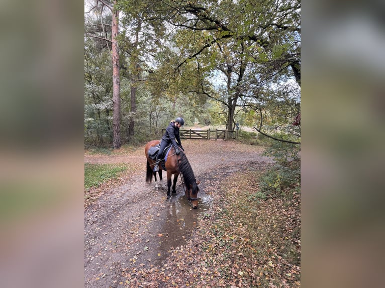 Freiberger Ruin 5 Jaar 154 cm Bruin in Ederveen