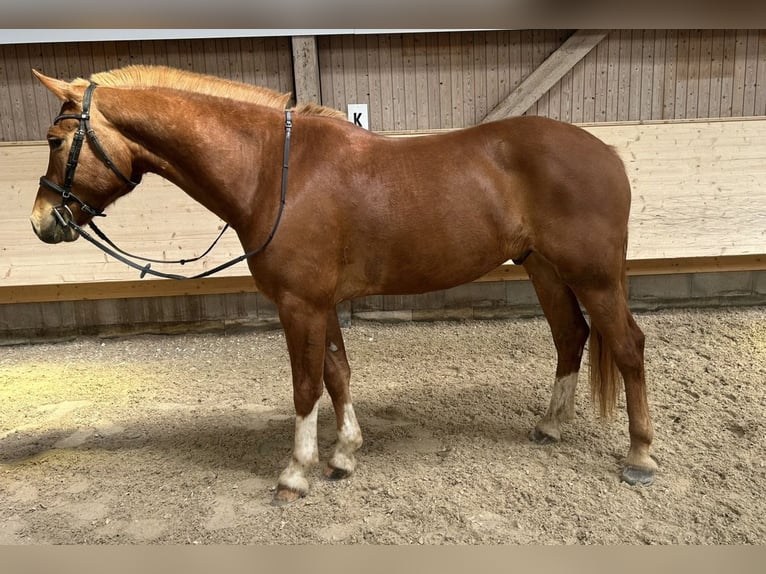 Freiberger Ruin 5 Jaar 154 cm Vos in Zürich