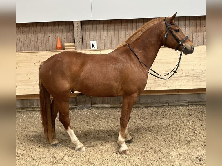 Freiberger Ruin 5 Jaar 154 cm Vos in Zürich