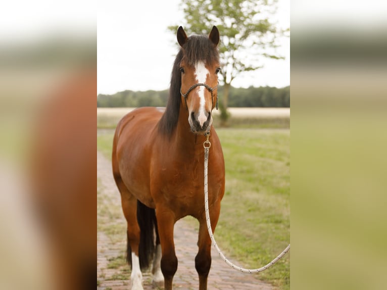 Freiberger Ruin 5 Jaar 155 cm Bruin in Varrel