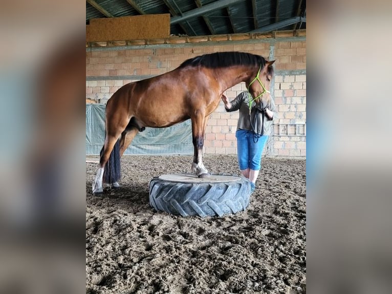 Freiberger Ruin 5 Jaar 155 cm Bruin in Varrel