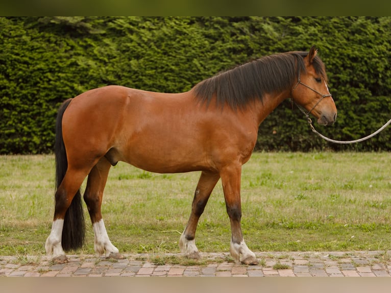 Freiberger Ruin 5 Jaar 155 cm Bruin in Varrel