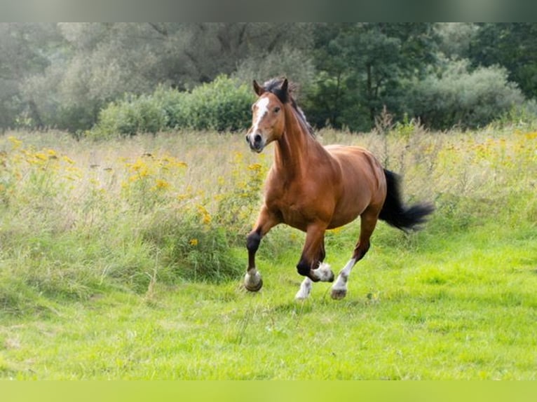Freiberger Ruin 5 Jaar 155 cm Bruin in Varrel