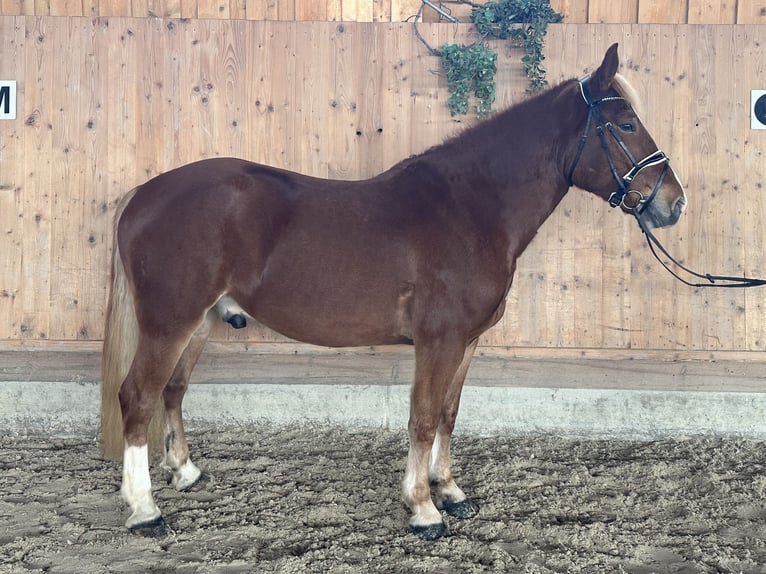 Freiberger Mix Ruin 5 Jaar 158 cm Vos in Riedlingen