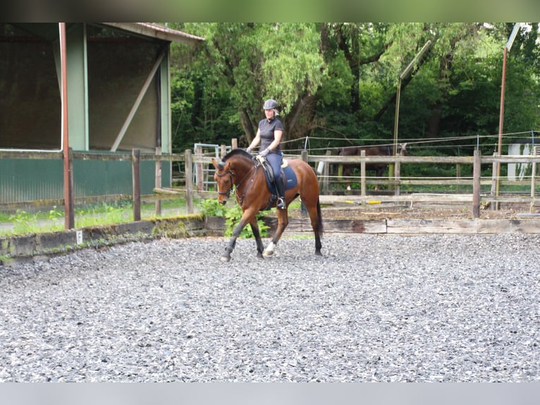 Freiberger Ruin 5 Jaar 164 cm Bruin in Paderborn