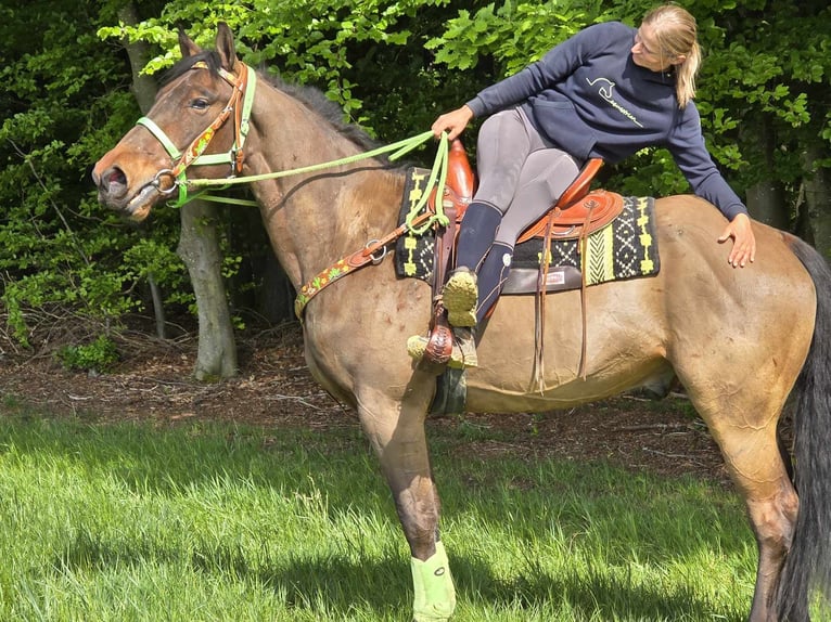 Freiberger Ruin 5 Jaar 166 cm Bruin in Linkenbach