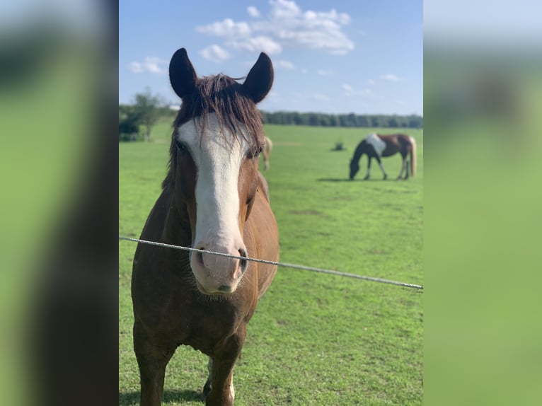 Freiberger Mix Ruin 6 Jaar 153 cm Donkere-vos in Schönefeld