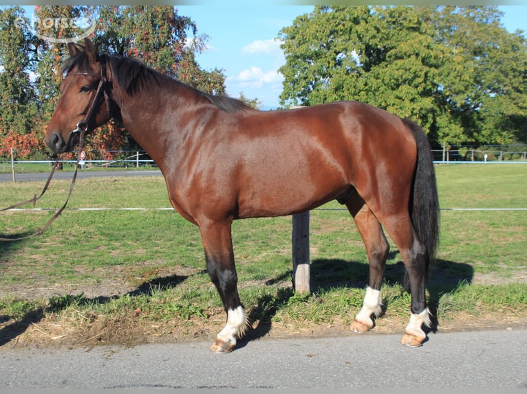 Freiberger Ruin 6 Jaar 154 cm Bruin in Schönholzerswilen
