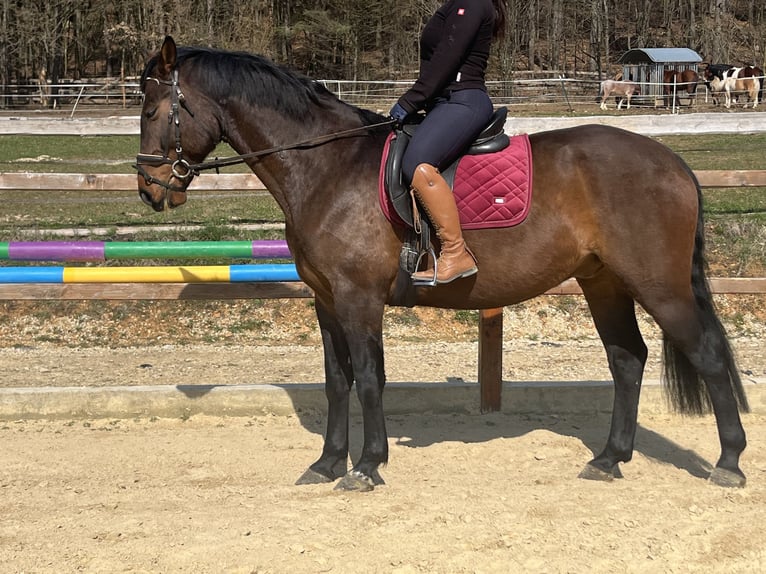 Freiberger Ruin 6 Jaar 164 cm Bruin in Ursensollen