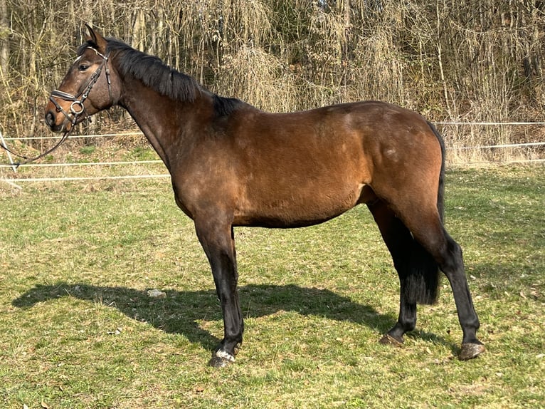 Freiberger Ruin 6 Jaar 164 cm Bruin in Ursensollen