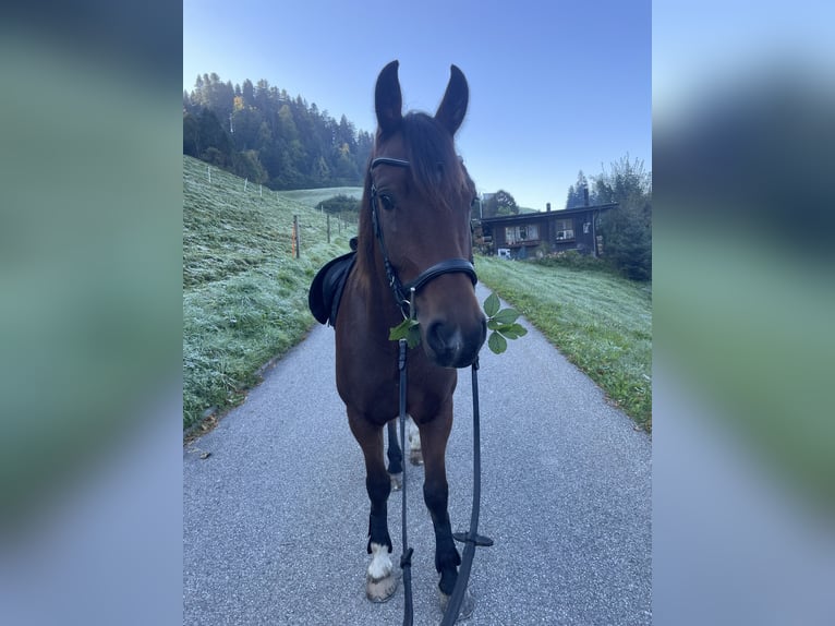 Freiberger Ruin 7 Jaar 151 cm Bruin in Signau