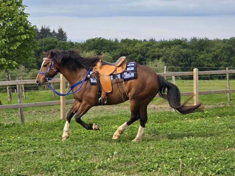 Freiberger Ruin 7 Jaar 156 cm Bruin in Linkenbach